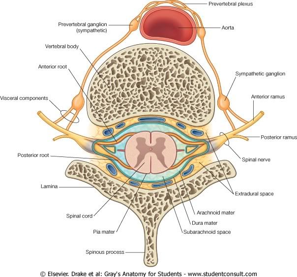 CVertebral6.jpg picture by Neonato2009