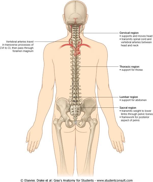 CVertebral8.jpg picture by Neonato2009