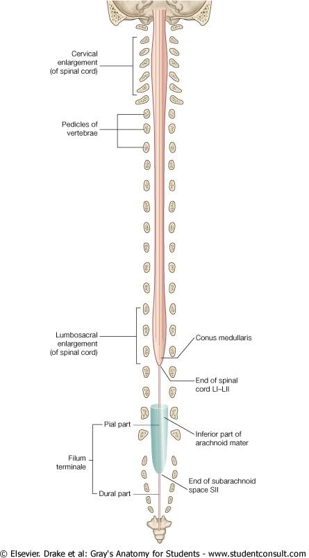 MEspinal1.jpg picture by Neonato2009