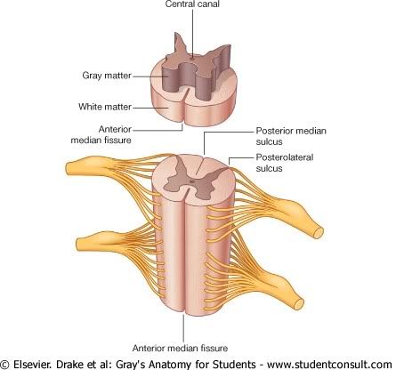 MEspinal2.jpg picture by Neonato2009