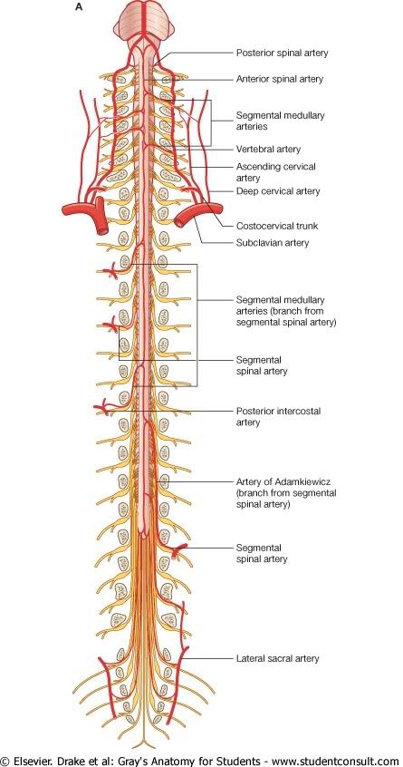 MEspinal3.jpg picture by Neonato2009