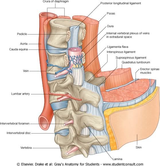 MEspinal7.jpg picture by Neonato2009