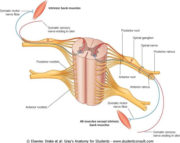 MEspinal8.jpg picture by Neonato2009