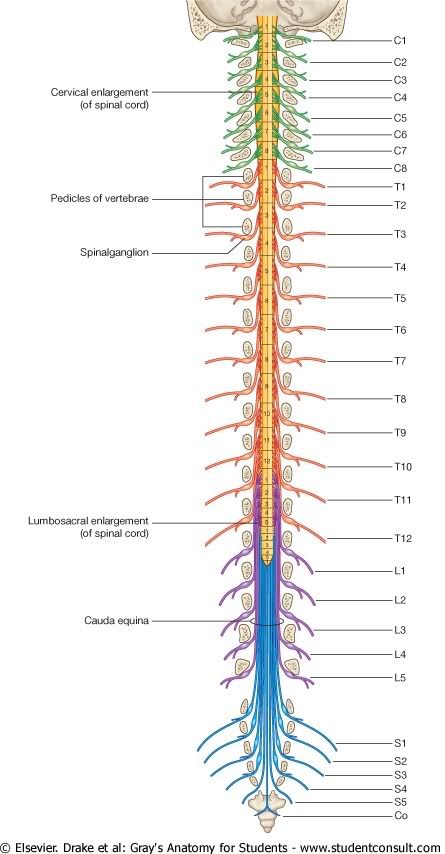 MEspinal9.jpg picture by Neonato2009