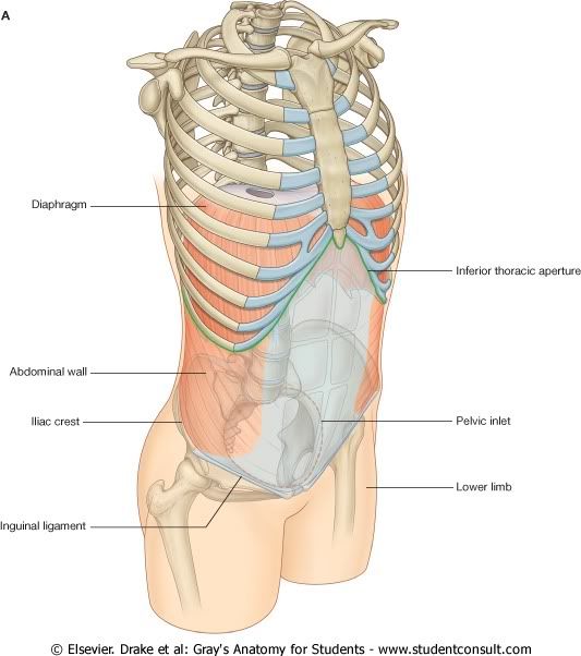 Abdomen1.jpg picture by Neonato2009