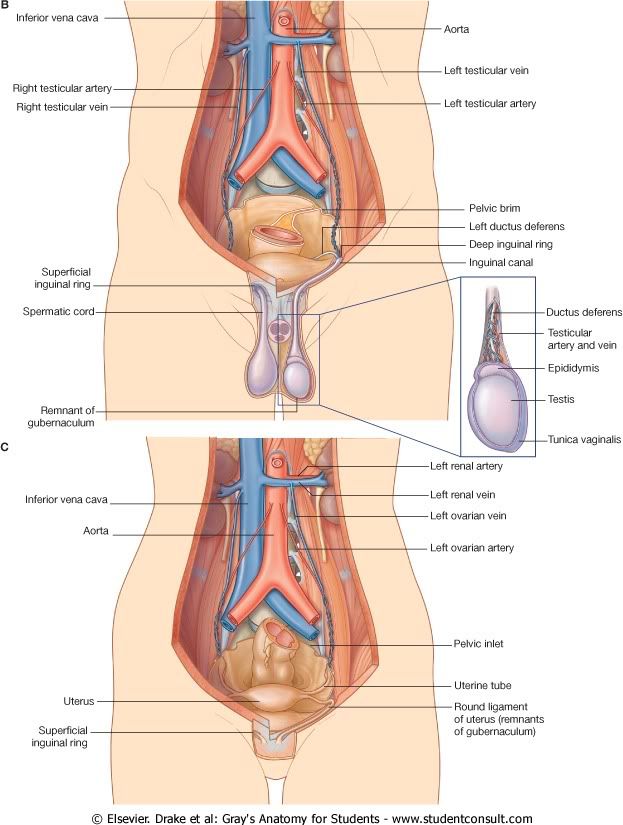 Abdomen11.jpg picture by Neonato2009