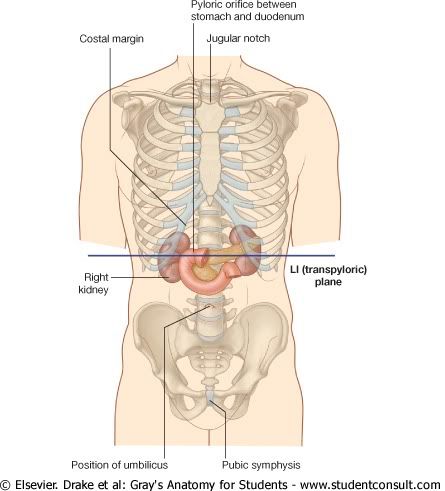 Abdomen12.jpg picture by Neonato2009