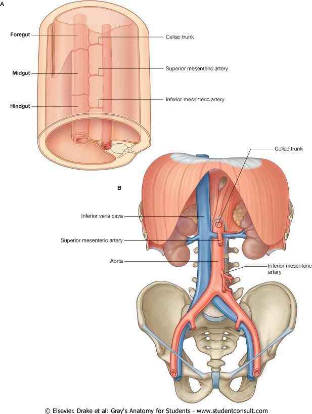 Abdomen13.jpg picture by Neonato2009