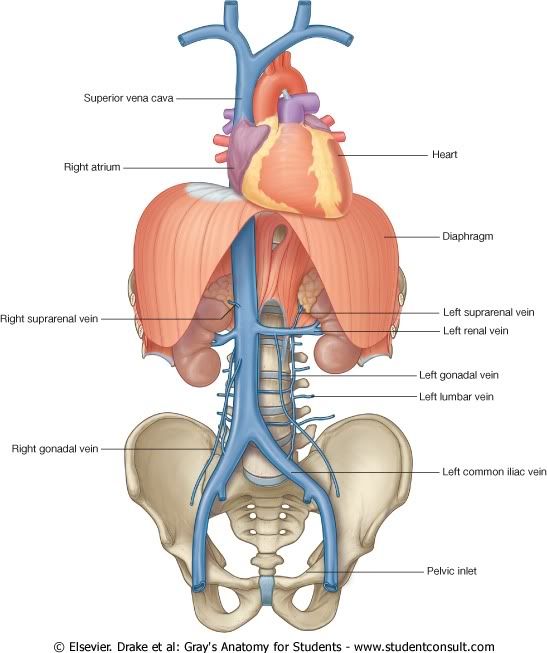 Abdomen14.jpg picture by Neonato2009