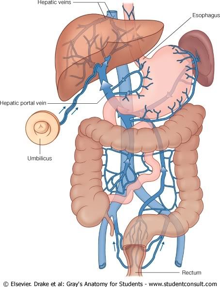 Abdomen15.jpg picture by Neonato2009