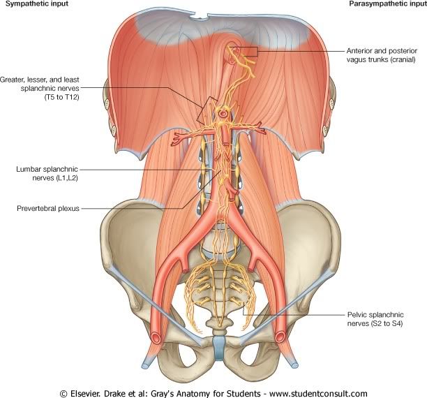 Abdomen16.jpg picture by Neonato2009