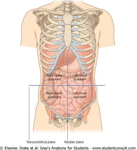 Abdomen17.jpg picture by Neonato2009