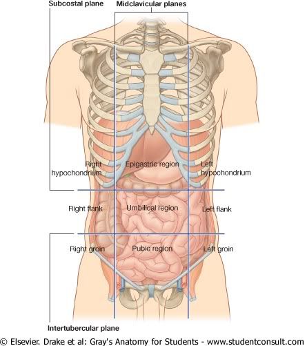 Abdomen18.jpg picture by Neonato2009