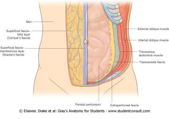 Abdomen19.jpg picture by Neonato2009