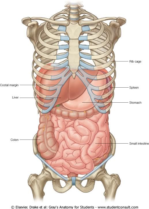 Abdomen2.jpg picture by Neonato2009