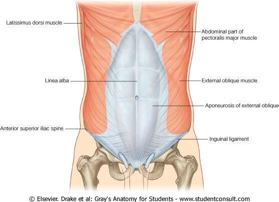 Abdomen21.jpg picture by Neonato2009