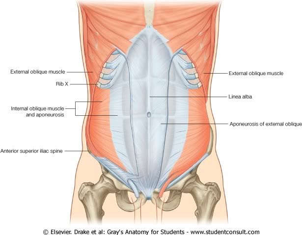 Abdomen24.jpg picture by Neonato2009