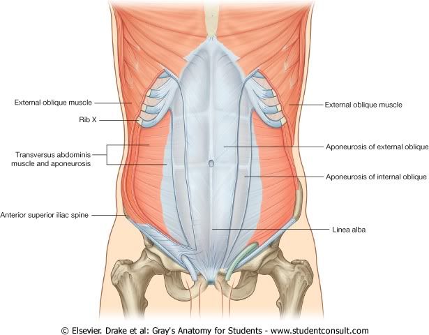 Abdomen25.jpg picture by Neonato2009