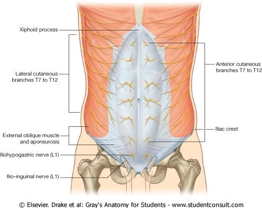 Abdomen27.jpg picture by Neonato2009