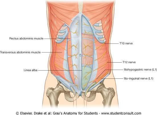 Abdomen28.jpg picture by Neonato2009