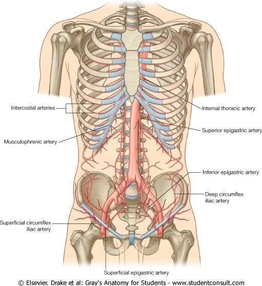 Abdomen29.jpg picture by Neonato2009