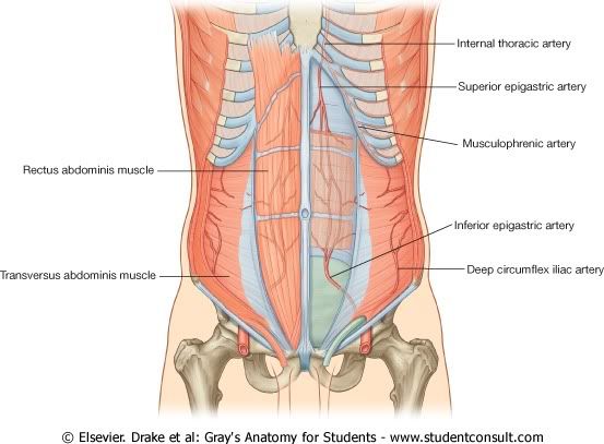 Abdomen30.jpg picture by Neonato2009