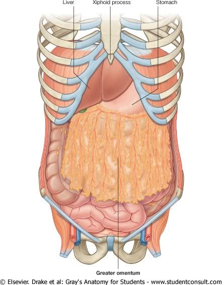 Abdomen32.jpg picture by Neonato2009