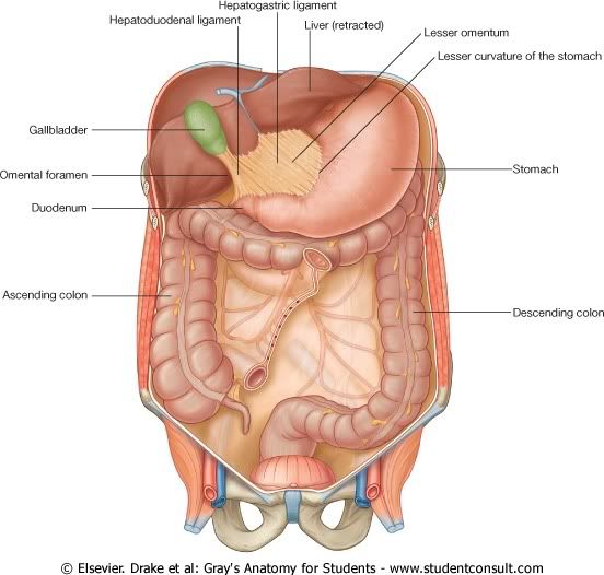 Abdomen33.jpg picture by Neonato2009