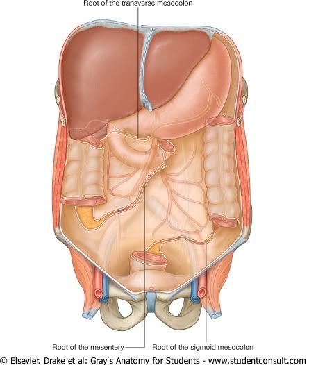 Abdomen34.jpg picture by Neonato2009