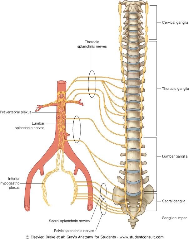 Abdomen35.jpg picture by Neonato2009