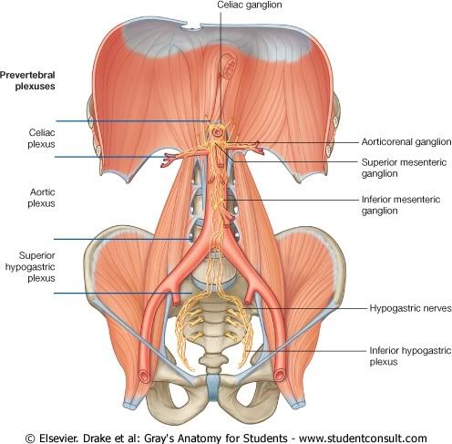 Abdomen36.jpg picture by Neonato2009