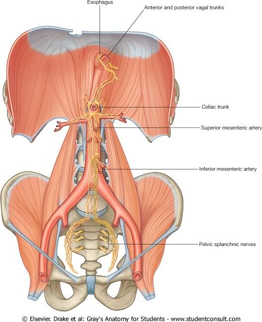 Abdomen37.jpg picture by Neonato2009