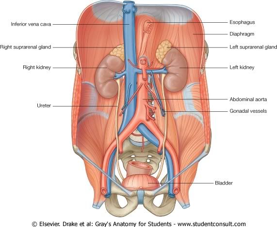 Abdomen38.jpg picture by Neonato2009