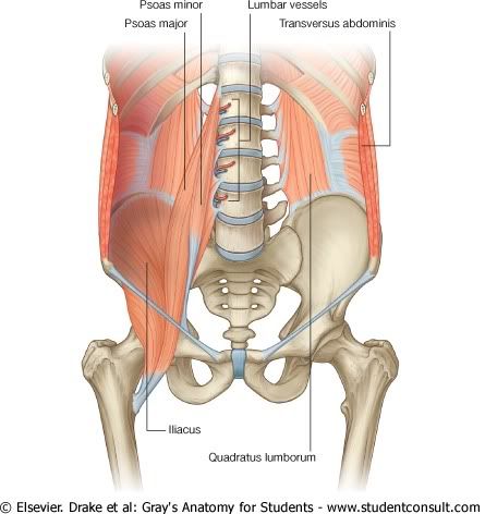 Abdomen39.jpg picture by Neonato2009