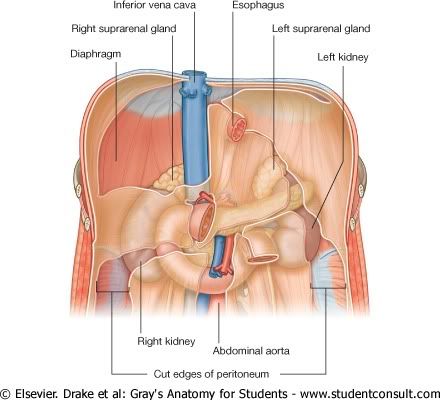 Abdomen41.jpg picture by Neonato2009