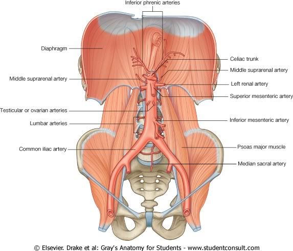 Abdomen44.jpg picture by Neonato2009