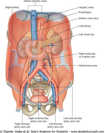 Abdomen46.jpg picture by Neonato2009