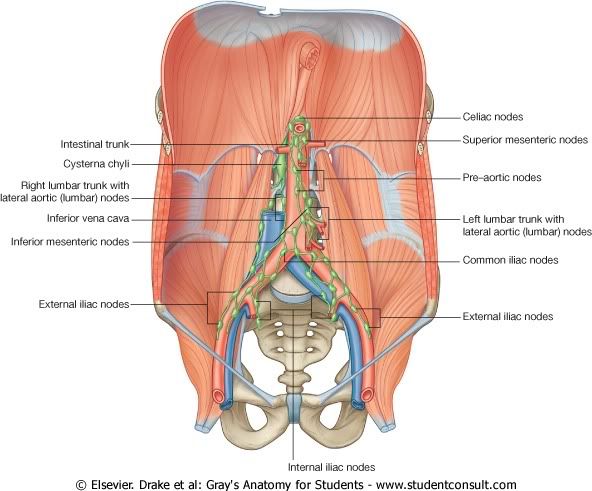 Abdomen47.jpg picture by Neonato2009