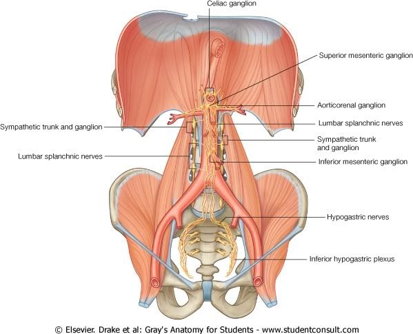 Abdomen48.jpg picture by Neonato2009