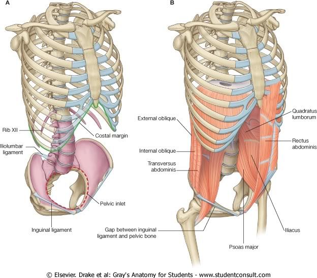 Abdomen5.jpg picture by Neonato2009