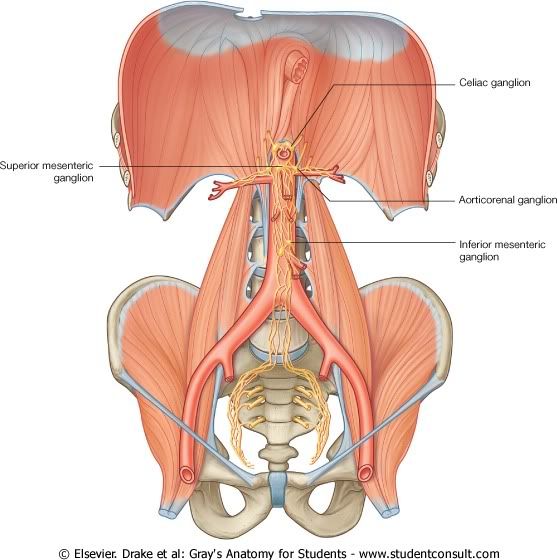 Abdomen50.jpg picture by Neonato2009