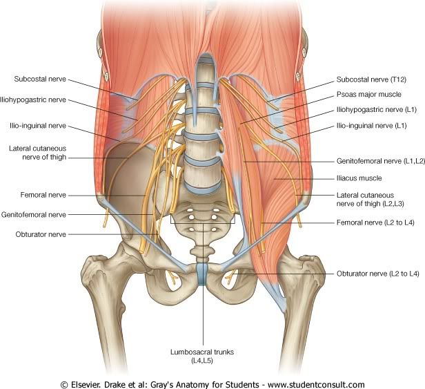 Abdomen51.jpg picture by Neonato2009