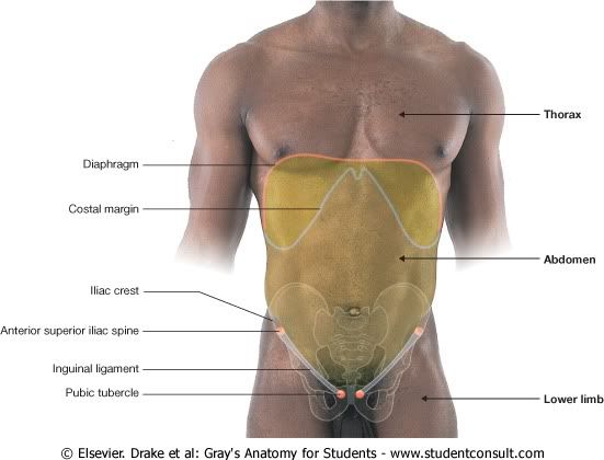 Abdomen52.jpg picture by Neonato2009