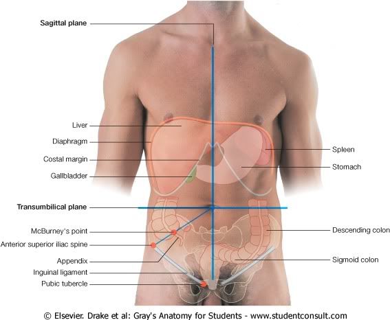 Abdomen54.jpg picture by Neonato2009