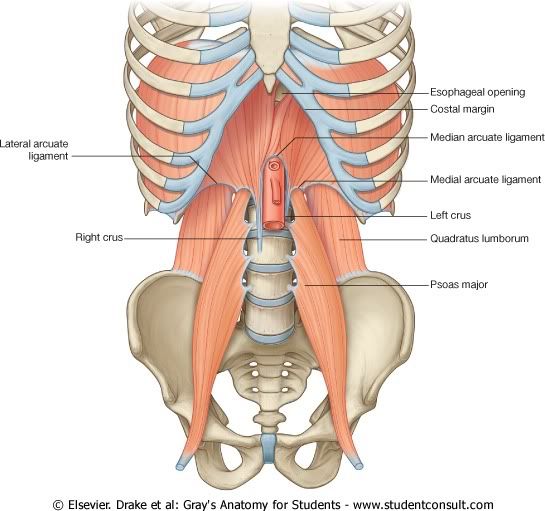 Abdomen6.jpg picture by Neonato2009