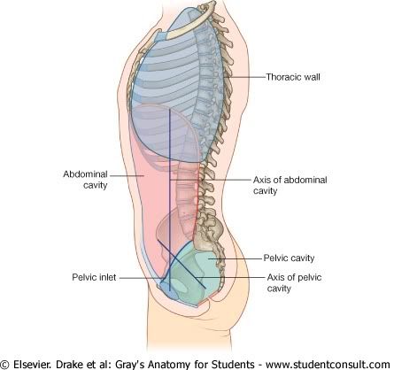 Abdomen7.jpg picture by Neonato2009