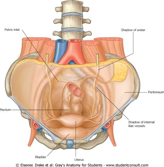 Abdomen8.jpg picture by Neonato2009