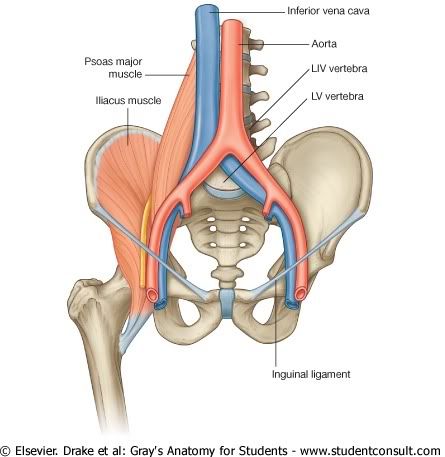 Abdomen9.jpg picture by Neonato2009