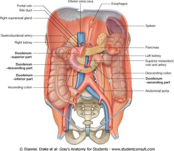 Duodeno.jpg picture by Neonato2009