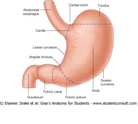 Estomago.jpg picture by Neonato2009